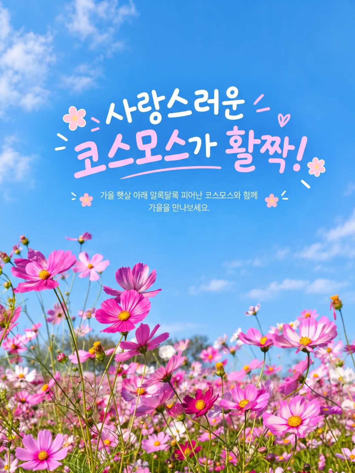 안성팜랜드 코스모스 활짝! 핑크뮬리까지 가을 나들이 추천 🌸💗 이미지 1