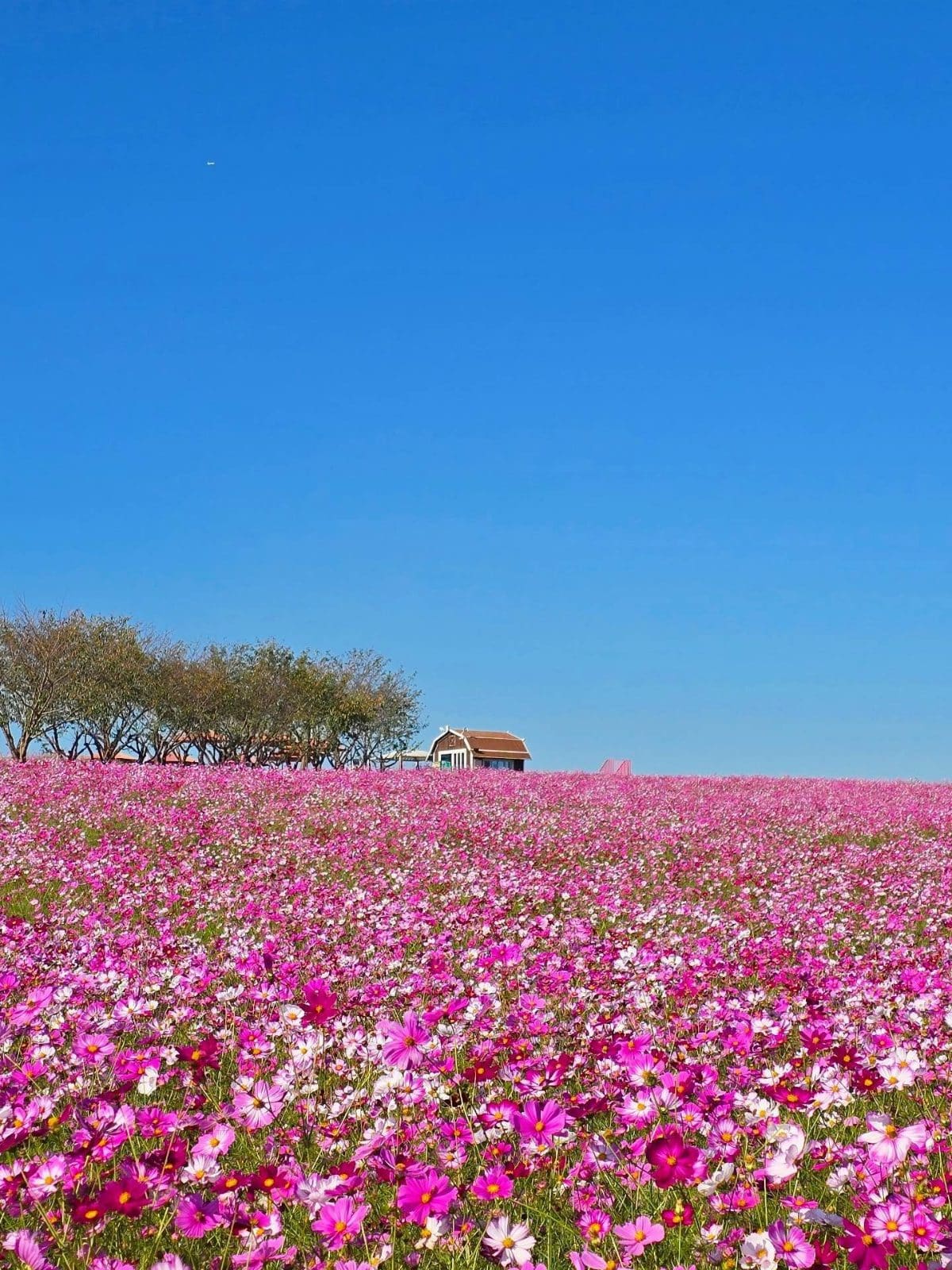 안성팜랜드 코스모스 활짝! 핑크뮬리까지 가을 나들이 추천 🌸💗 이미지 2