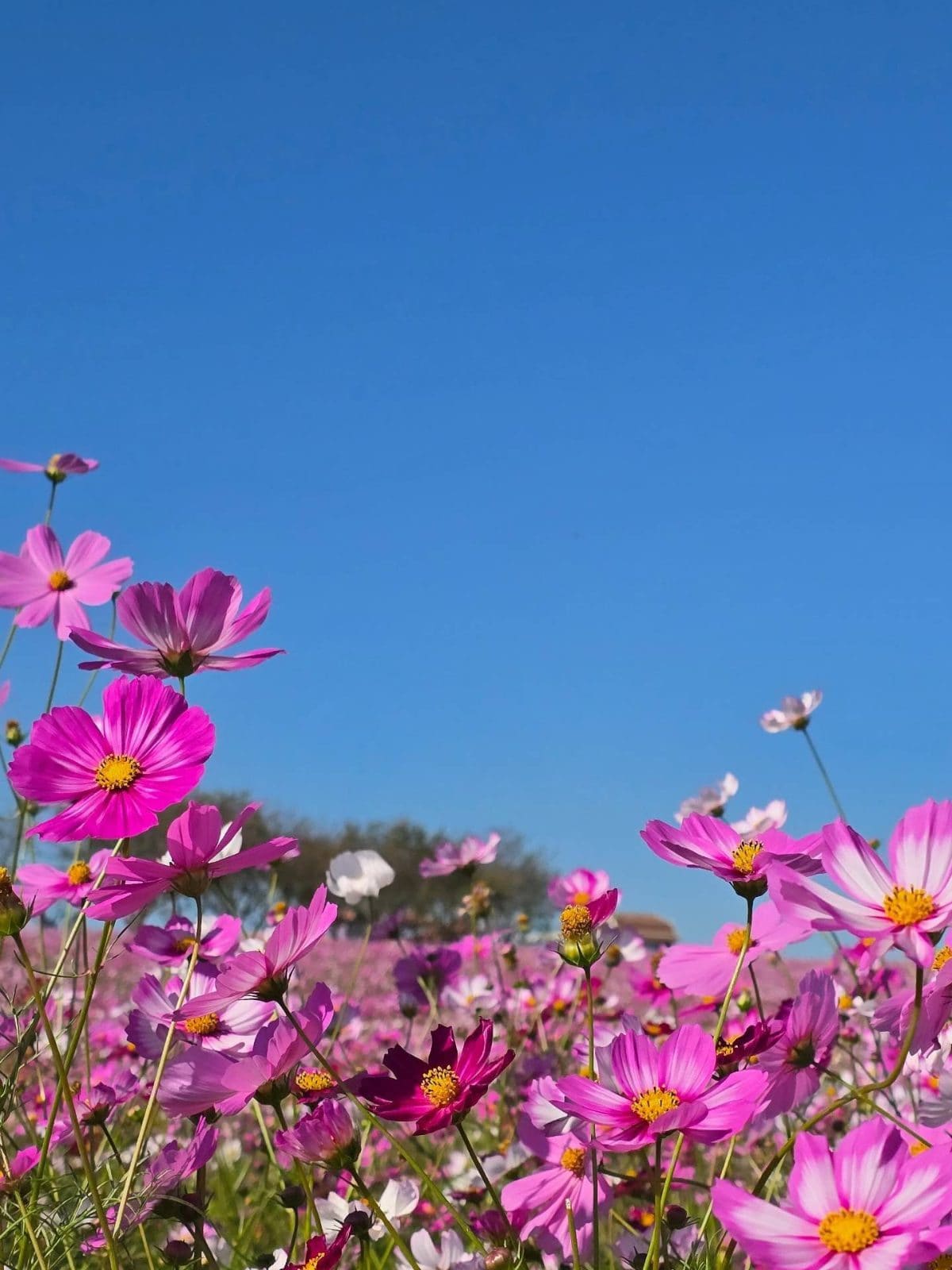 안성팜랜드 코스모스 활짝! 핑크뮬리까지 가을 나들이 추천 🌸💗 이미지 4