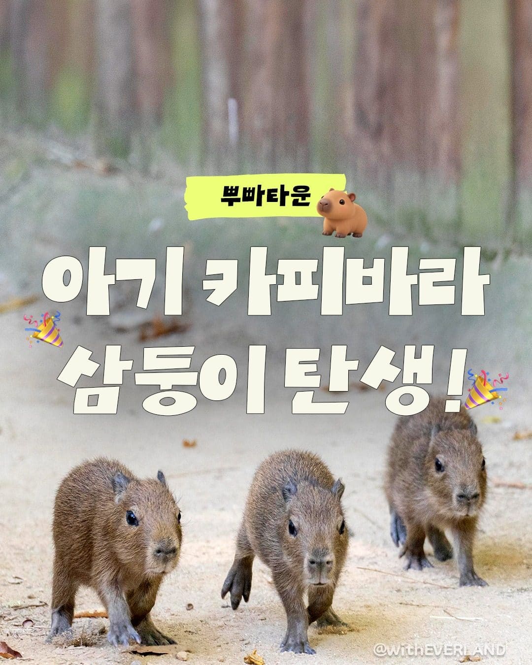 # 에버랜드 뿌빠타운 아기 카피바라 삼둥이 탄생! 🐹💛 이미지 1