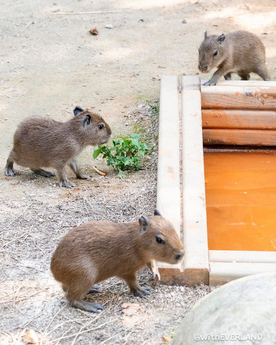 # 에버랜드 뿌빠타운 아기 카피바라 삼둥이 탄생! 🐹💛 이미지 4